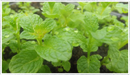 Mint - Moroccan (Mentha spicata)