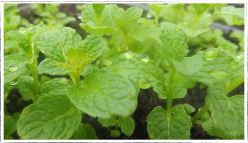 Mint - Moroccan (Mentha spicata)