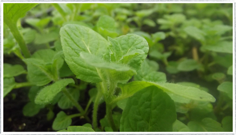 Easy to grow herbs