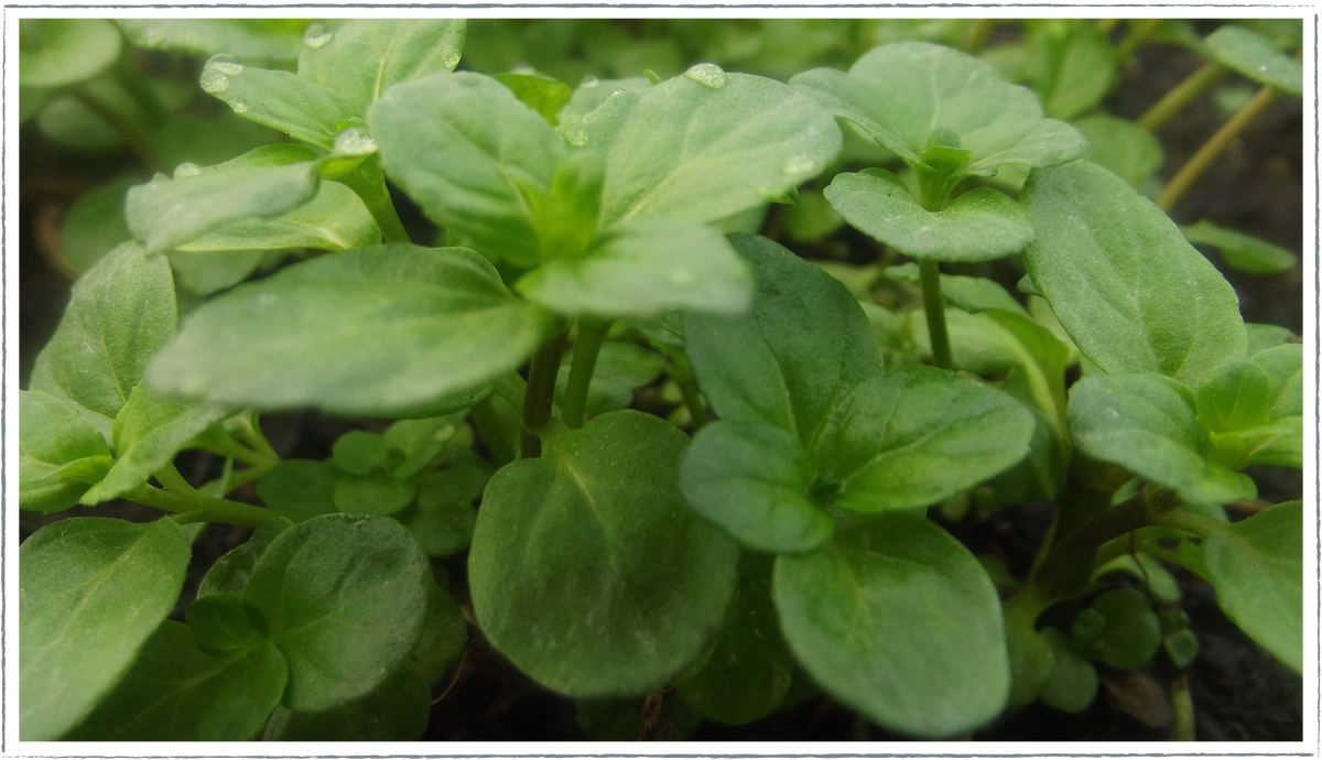 basil mint plant Buy Basil Mint Plants Online from £3.40