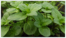 Mint-basil