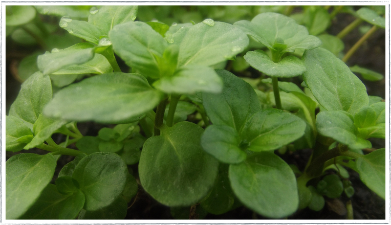 Mint-basil