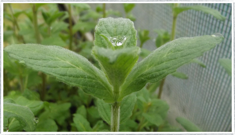 Mint-buddlea