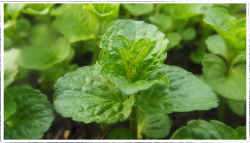 Mint-curly