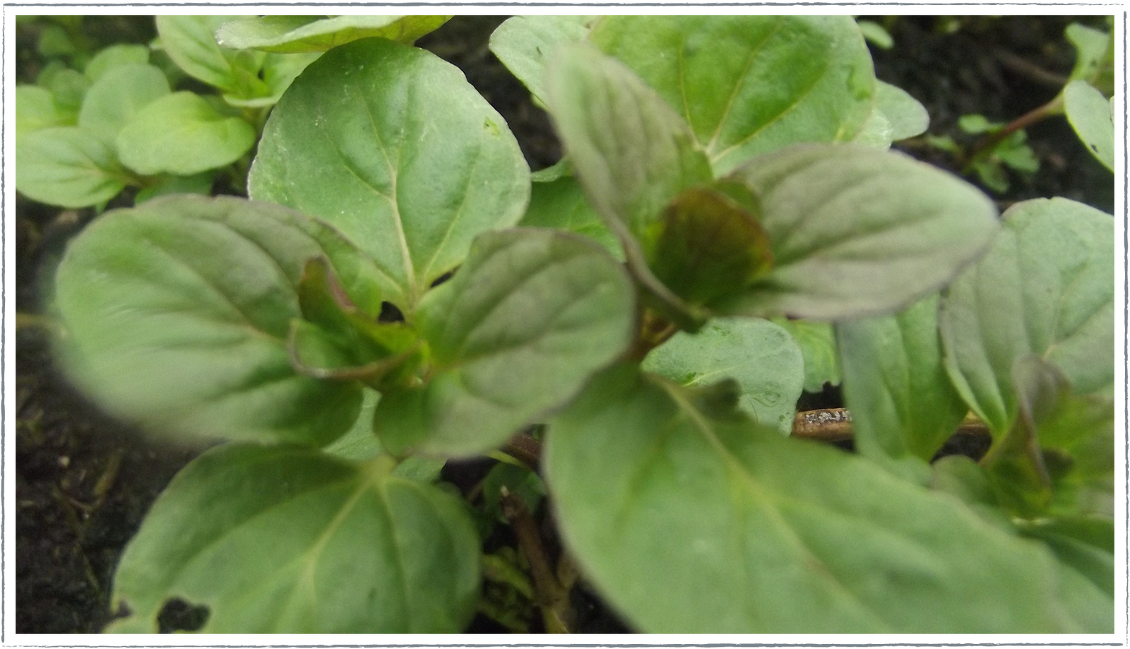 Buy Lime Mint Plants Online from £2.80 HerbalHaven