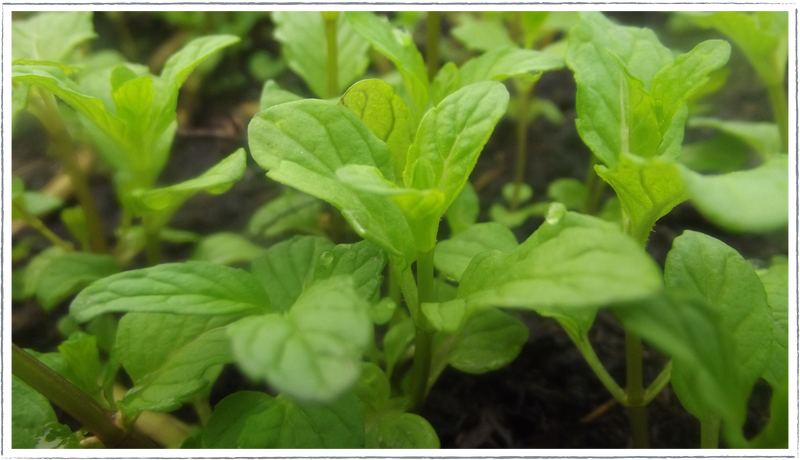 Mint - Spearmint (Mentha spicata)