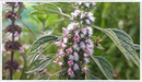 Motherwort