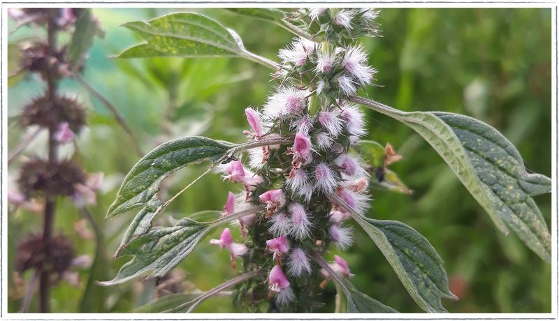 Motherwort