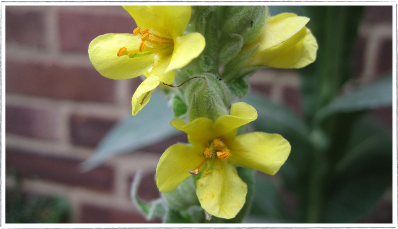 Mullein