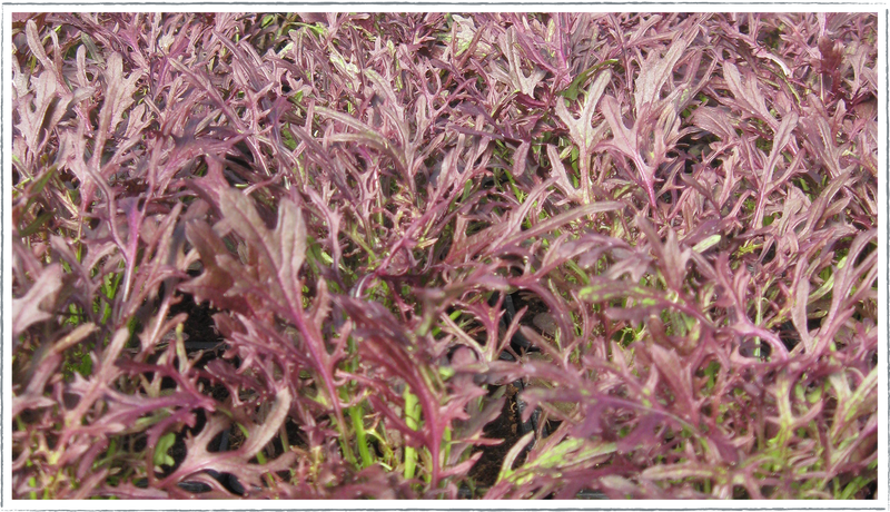 Mustard red frills (Brassica junacea)