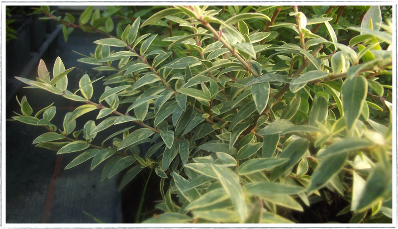 Myrtle-tarentina-variegated