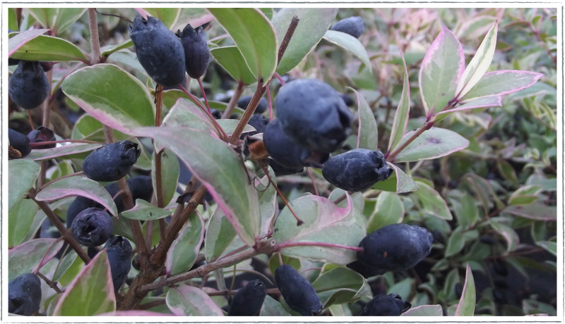 Myrtle-variegated