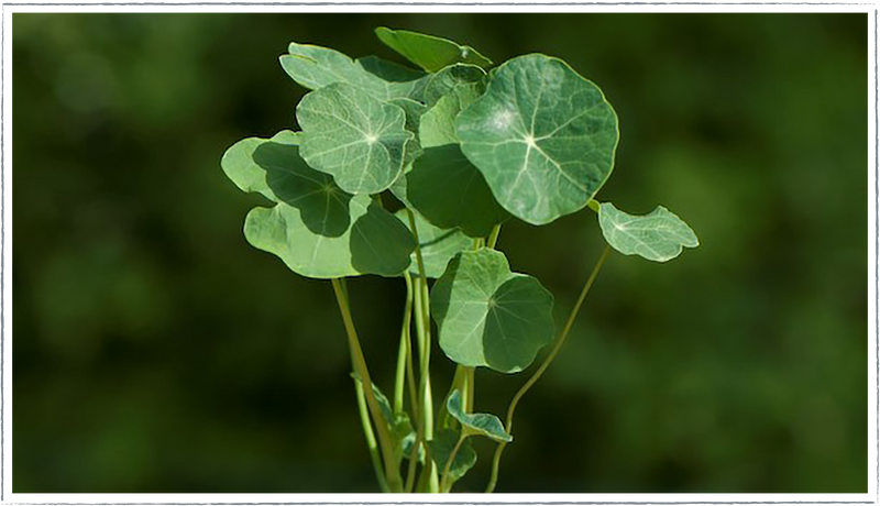 Nasturtium