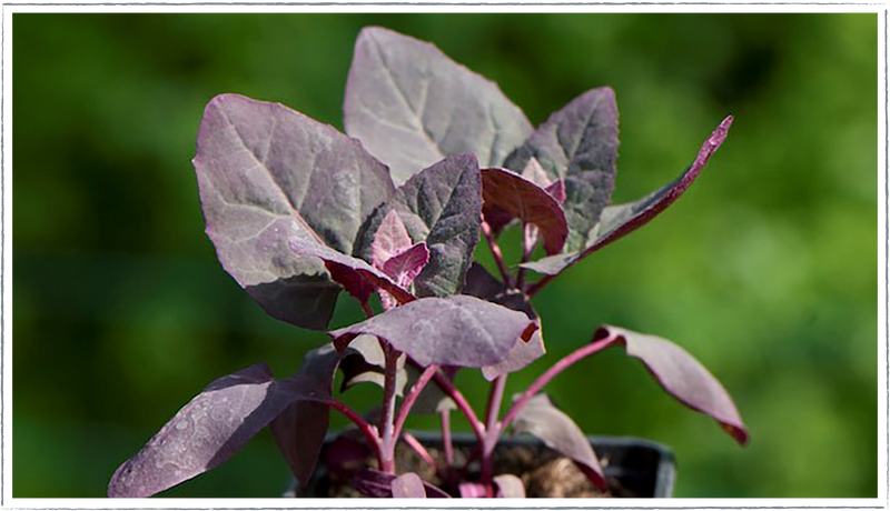 Orache (Atriplex hortensis)