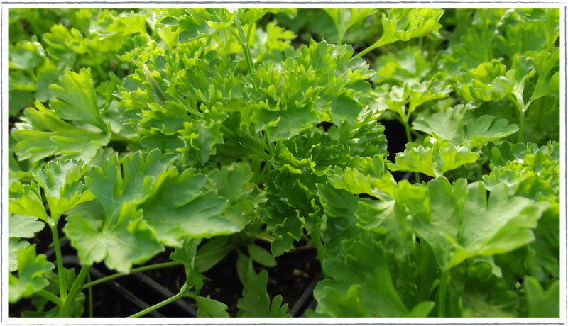 Parsley-curly