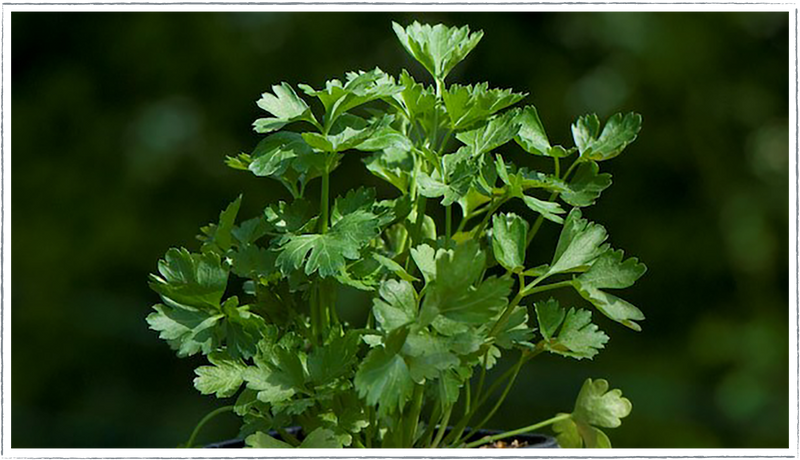 Flat leaved parsley (Petroselinum carum)