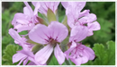 Pelargonium-Scented-geranium-Attar-of-Roses