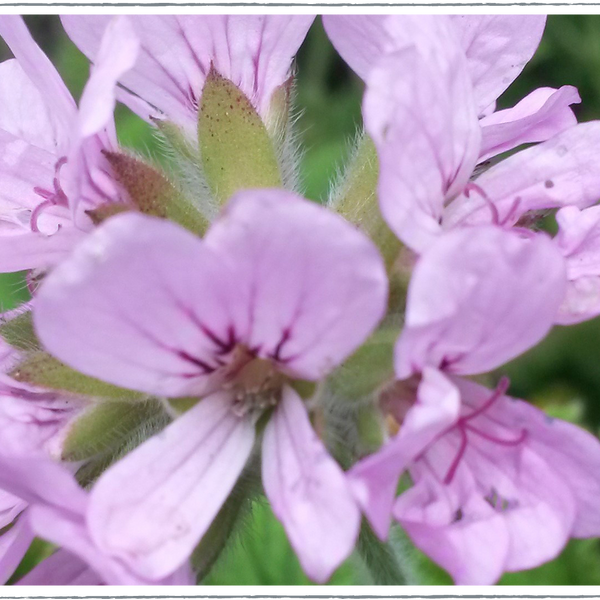 pelargonium attar of roses seeds Buy Attar Of Roses Pelargonium Plants Online from £3.80