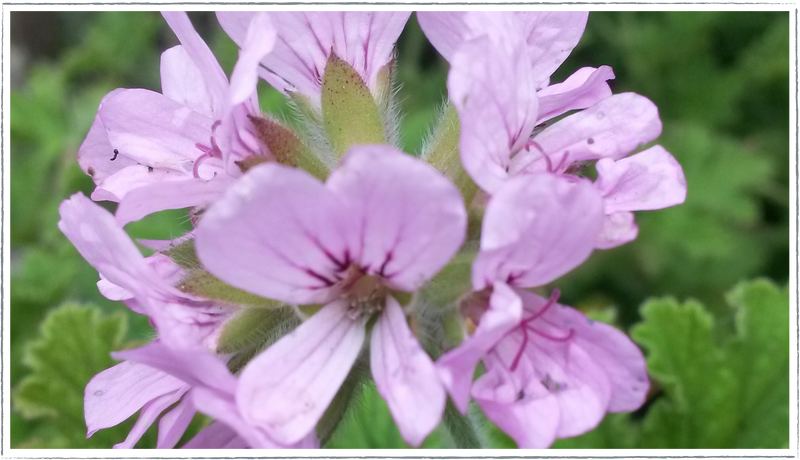 Pelargonium-Scented-geranium-Attar-of-Roses