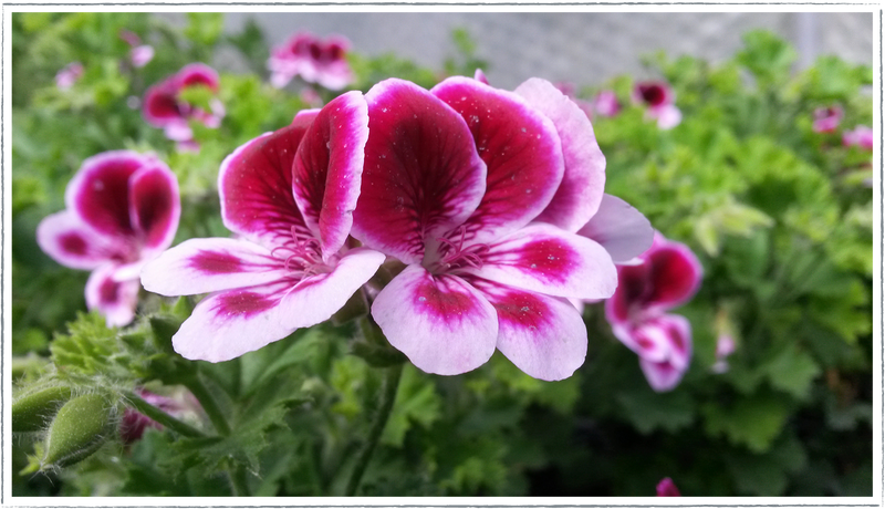 Pelargonium-scented-geranium-angels-perfume