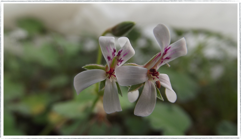 Pelargonium-scented-geranium-apple