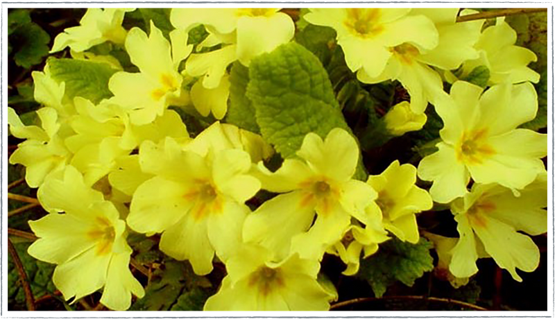 Primrose