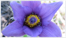 Pulsatilla