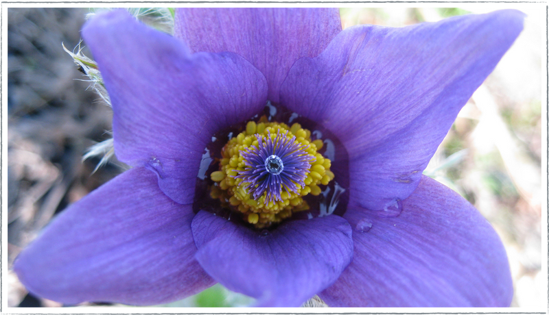 Pulsatilla