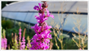 Purple-loosestrife