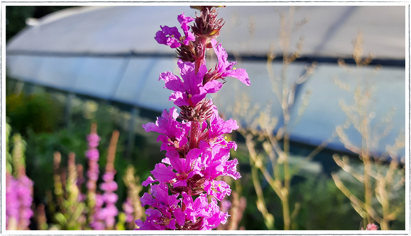 Purple-loosestrife