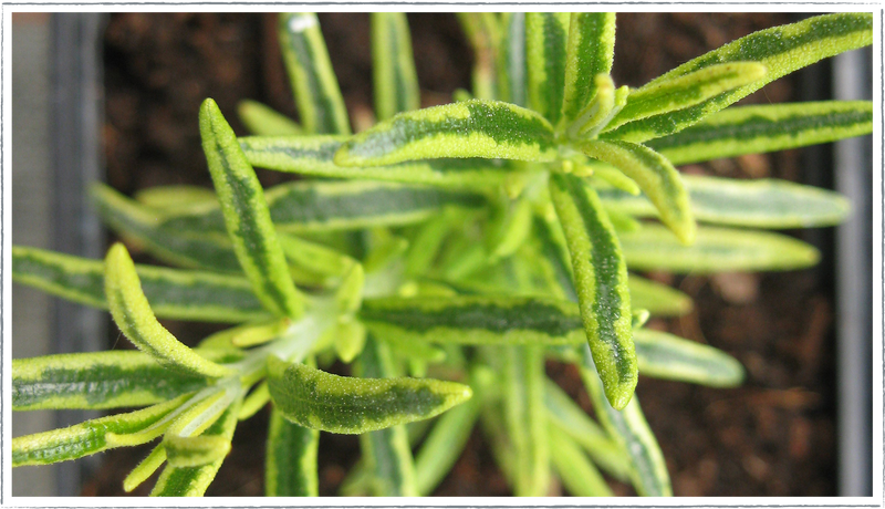 Rosemary-Gold-Dust