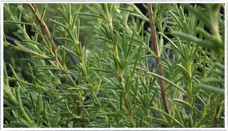 Rosemary (Rosemarinus officinalis)