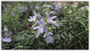 Rosemary