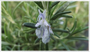 Rosemary