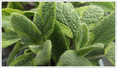 Sage-golden