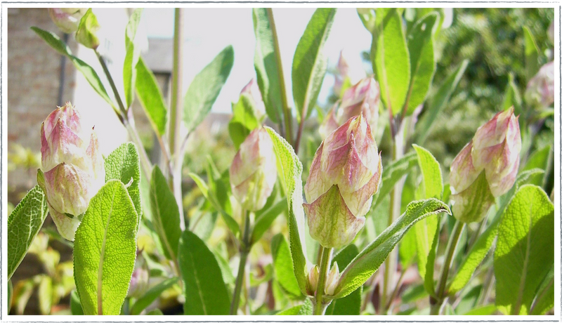 Sage - Green (Salvia officnalis)