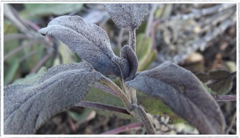 Sage - Purple (Salvia officinalis purpurea)