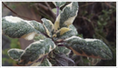 Sage-tricolor