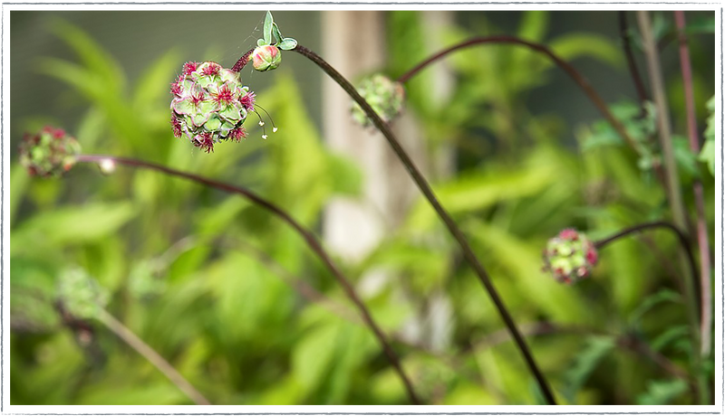 Salad-burnet