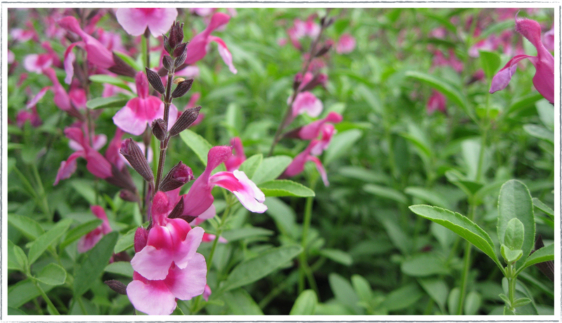 Salvia-Icing-sugar