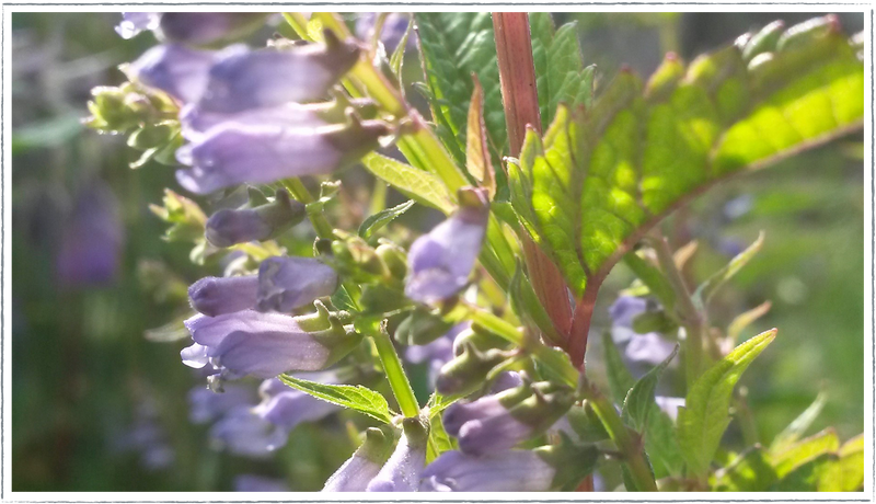 Skullcap