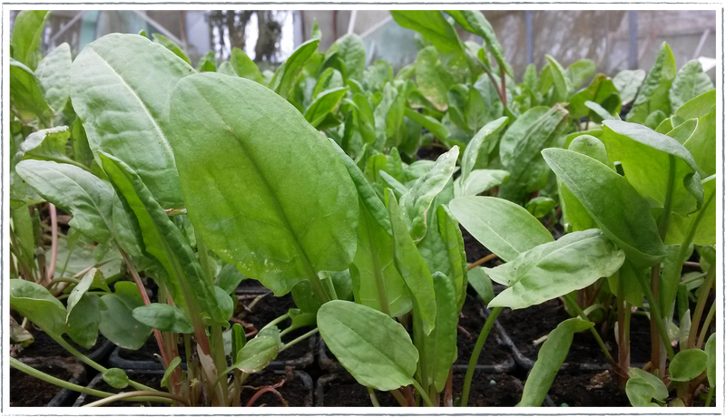 Easy to grow herbs