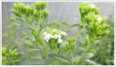 Stevia