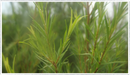 Tea-tree