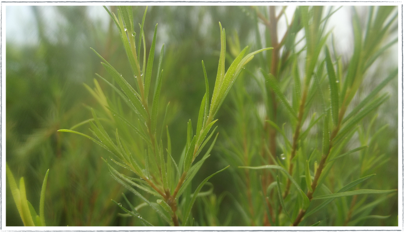 Is Tea Tree Buy Tea Tree Plants Online from £4.00 | HerbalHaven