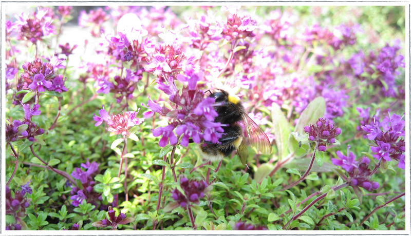 Thyme-Bressingham-pink