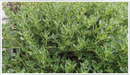 Thyme-camphor