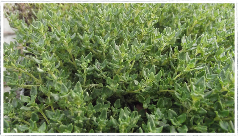 Thyme-camphor