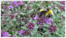 Thyme common (Thymus vulgaris)