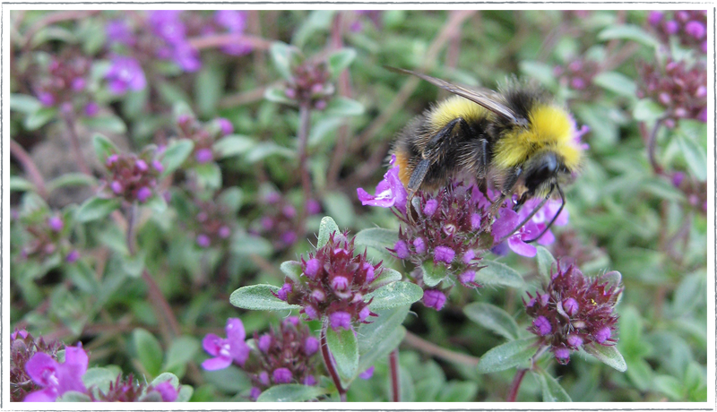 Thyme common (Thymus vulgaris)